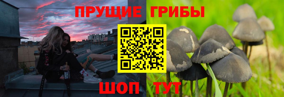 Кинешма  Псилоцибиновые грибы Magic Shrooms  Псилоцибиновые грибы Psilocybine cubensis  Вход с VPN 